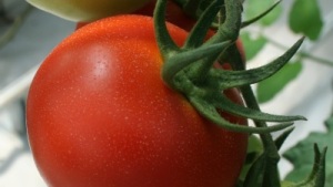 Costos de producción de tomate en invernadero
