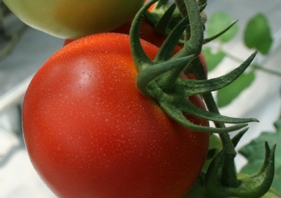 Producción de tomates en México