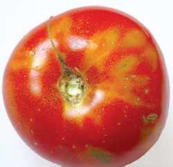 Enfermedades virosas en tomate