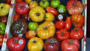 El tomate reliquia vuelve a la fama