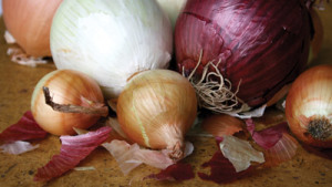 Perfil y recomendaciones para la producción de cebollas en Mexico