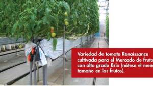 Innovación en tomates