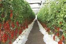 tomates_invernadero