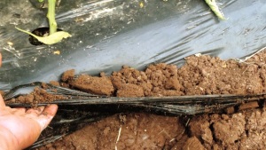 Mejora la nutrición en tu sistema de fertirriego