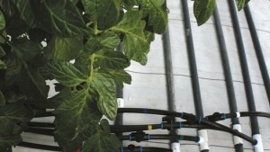 Fertilizantes aplicados de forma automática