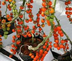 tomates cherry