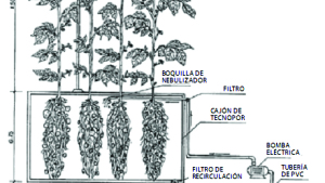 Papas producidas por aeroponía (I): preliminares