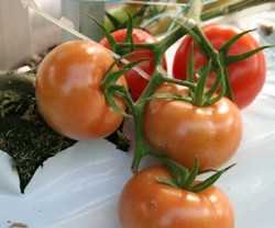 tomato_event