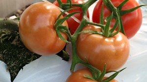 Evalúa la estrategia vegetativa de tu cultivo de tomate