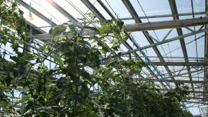 10 Factores de éxito para la producción exitosa en invernadero