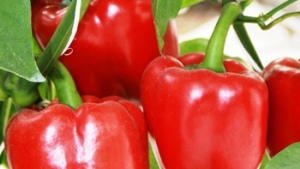 Efecto de dejar 2, 3 y 4 ramas en pimiento producido en invernadero