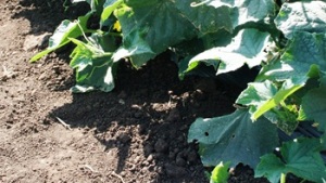 Biofumigación como alternativa al BrMe