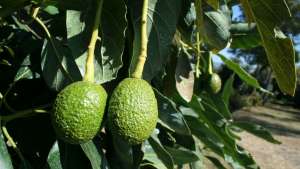 Campañas de mercadeo ayudan a aumentar interés en aguacates
