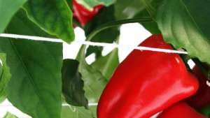 Protege tus pimientos de temperaturas altas en el invernadero