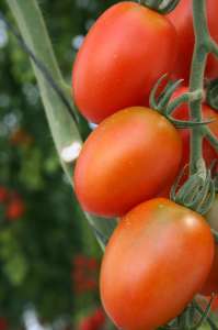 Tomates de invernadero