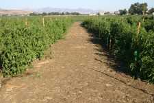 Tomates estresados