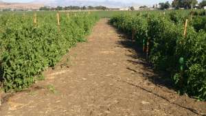 Mejora el sabor y calidad de tomates usando menos agua