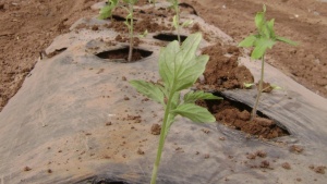 Haz un buen trasplante de tomate