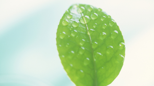 Mecanismos de absorción foliar
