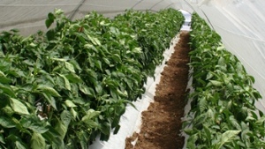 Producción de pimientos bajo malla sombra