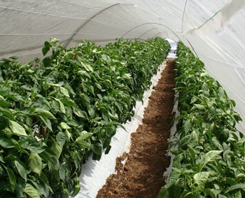 Producción de pimientos bajo malla sombra
