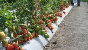 Equilibra tu suelo para cultivos de calidad