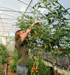 tending urban farms