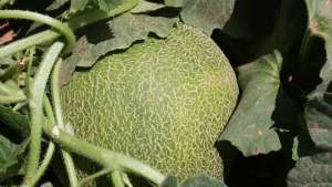 Dosis de fertilización adecuada para sandías y melones