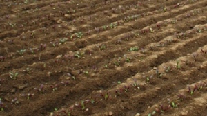 Manejo sustentable para evitar la degradación del suelo