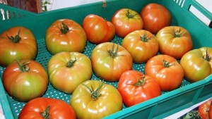 Valor nutricional entre el tomate modificado y criollo