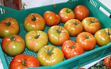 Valor nutricional entre el tomate modificado y criollo