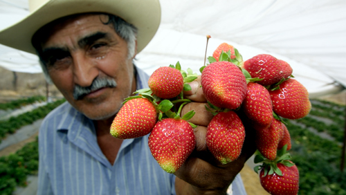 Exportación de frutillas mexicanas en aumento