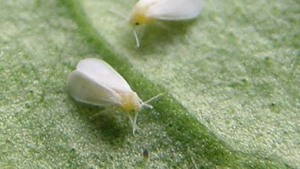 Remedia tus problemas de Mosca blanca