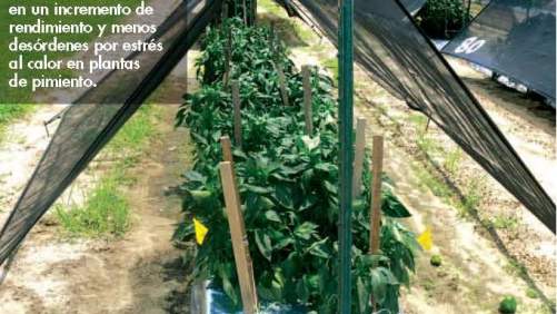 Beneficios del sombreo en pimientos bell
