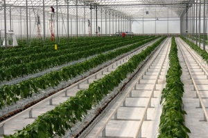 greenhouse