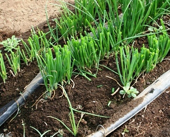 Desarrollo de nuevo fertilizante orgánico de liberación controlada