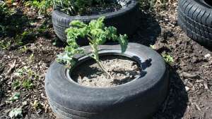 Exitoso huerto urbano en la capital de México