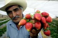 Panorama de exportaciones agroalimentarias mexicanas