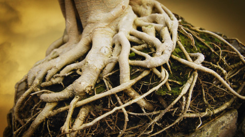 Inyección de aire vía riego por goteo