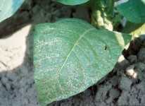 micronutrientes