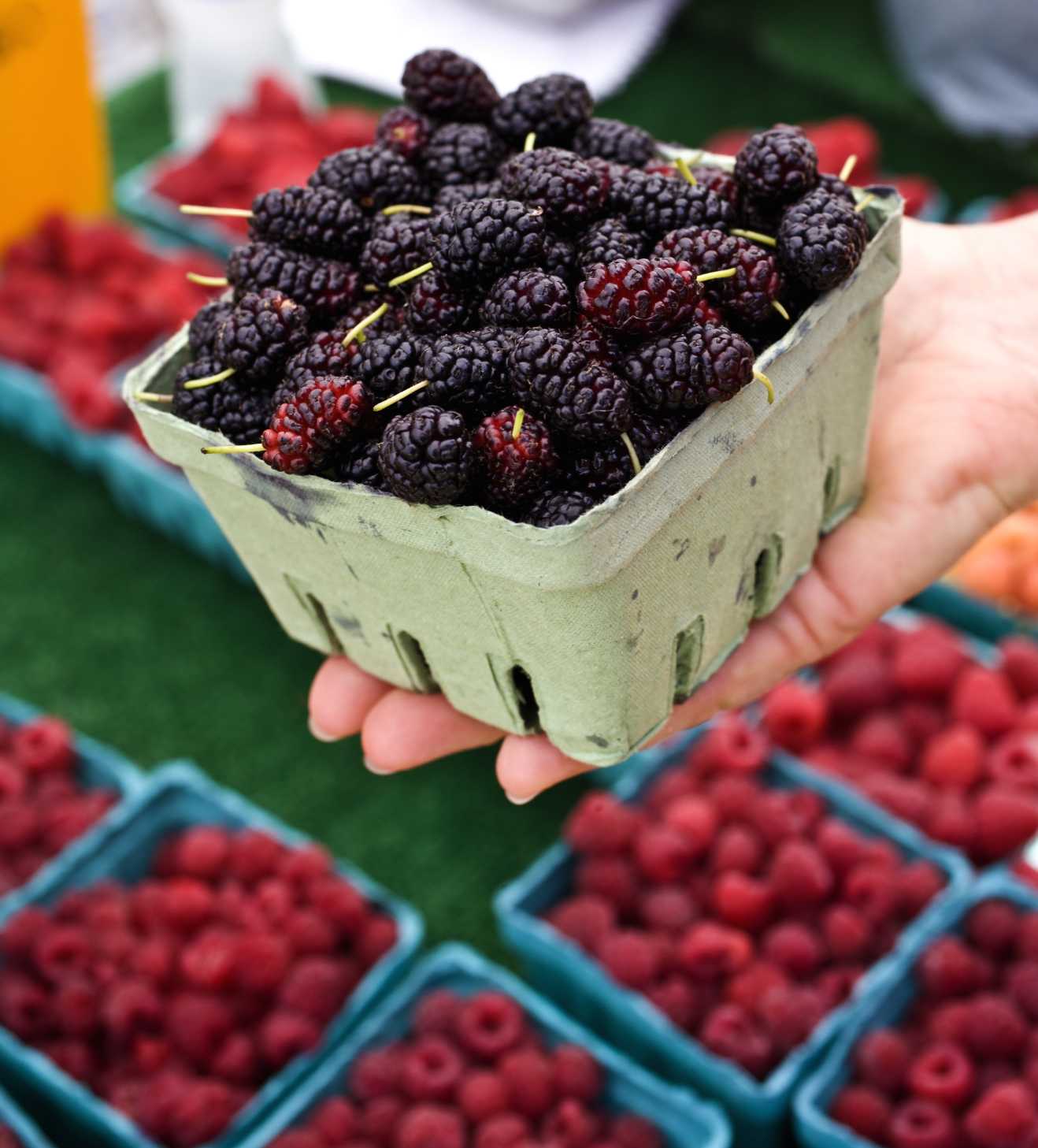 Mejora la calidad poscosecha en frutillas | Hortalizas