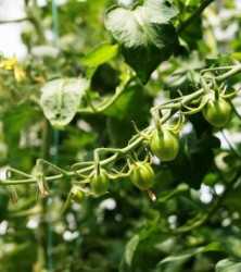 gh_tomato