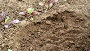 Utiliza cultivos de cobertura para una producción sustentable