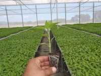 Plantulas sanas de pimientos