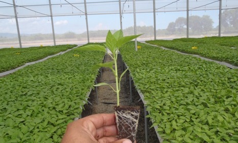 Produce plántulas sanas de pimientos