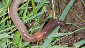 Utiliza fertilización natural para tus pepinos