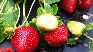 Proteja el suelo en cultivo de fresas