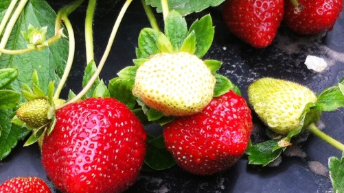 Proteja el suelo en cultivo de fresas