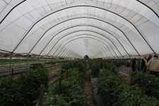tomato_high_tunnels