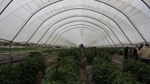 20 prácticas para reducir patógenos en macrotúneles